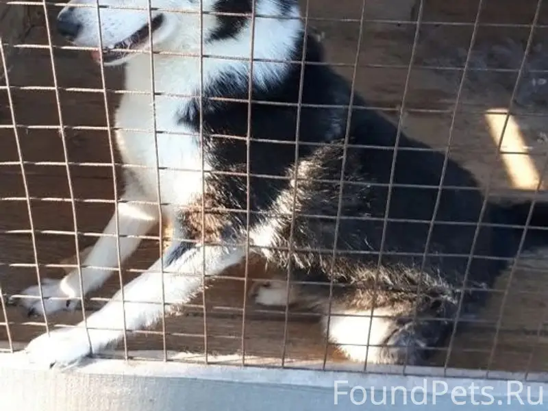 Пропала хаски Руна, село Пустоша