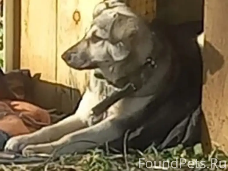 Пропала дворняжка Буся, Гнилицы, Автозавод