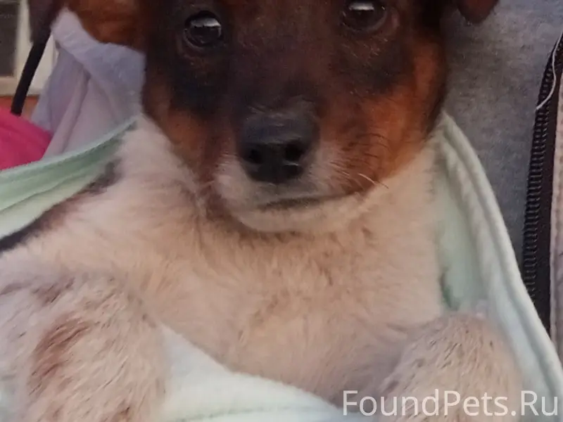 Пропал Рой, собака