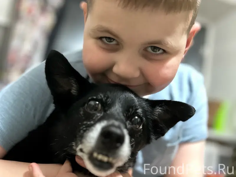 Пропала собака Альфа, район «Гора»