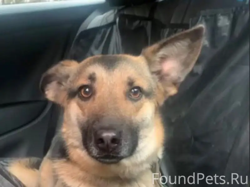 Пропала собака, М. О., Пушкино