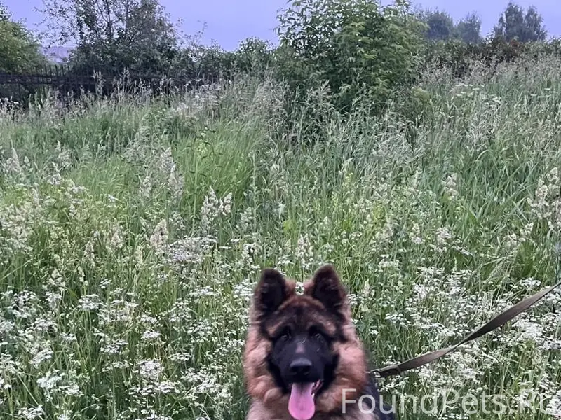 Пропал пёс Тайсон, Вагонка, 9 посёлок