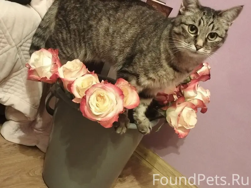 Пропала кошка Люся, Зеленоград