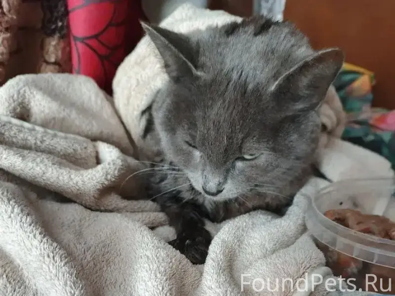 Найдена кошка, улица Победы