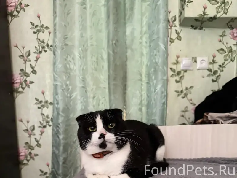 Пропал кот, свяжитесь по номеру 89895354540