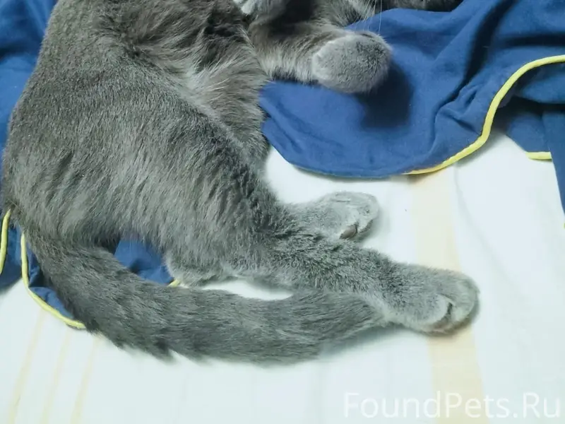 Пропала кошка Бусинка