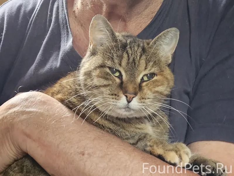 Пропала кошка в СТ Поляны / СНТ Полянка / СНТ Лесные Поляны