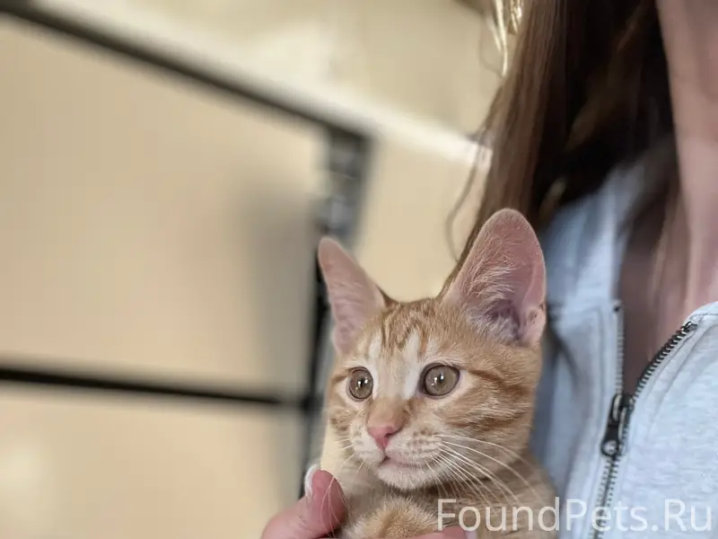 Пропал котёнок Шанти, Бежицкий район