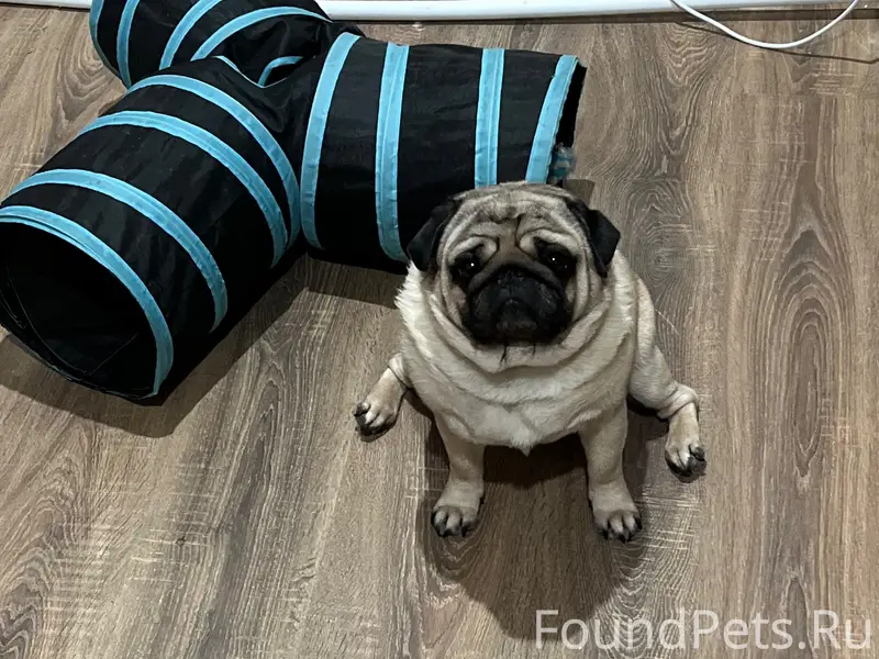 Пропал мопс Люк, Семёновский район