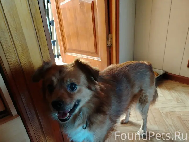 Найден тип собака, Миасс