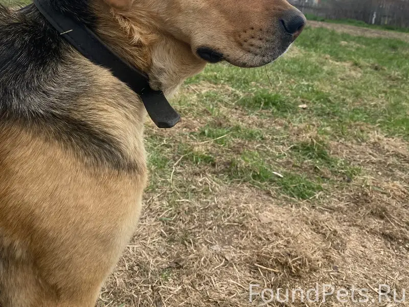 Пропал кобел гончей, Шипуново