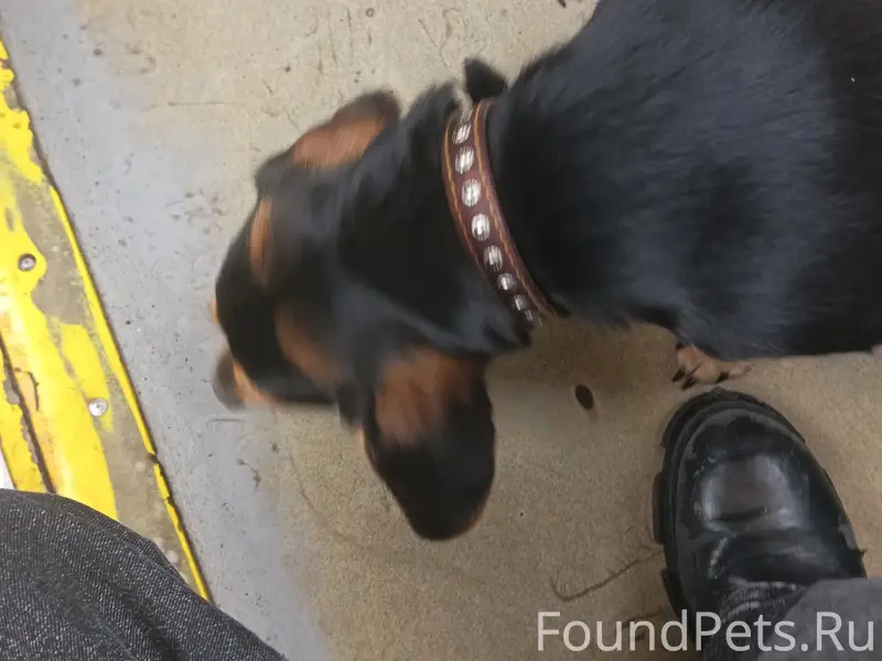 Найден метис таксы, Омск