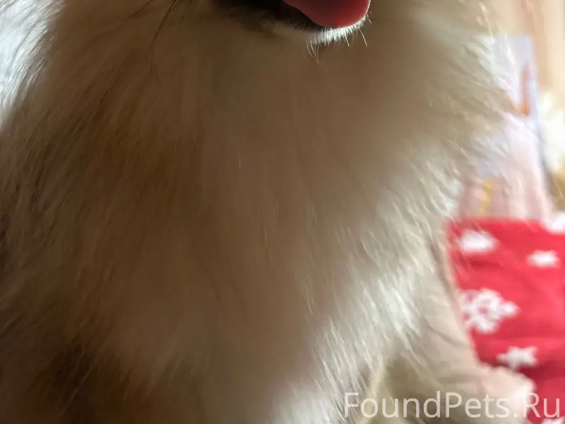 Пропала собака Мая, район Плеханова и Осипенко