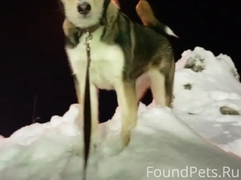 Пропал пес Арчи, 1ая Овощная