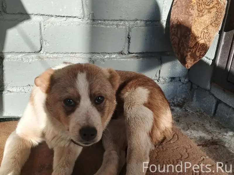 Найден щенок среднеазиатской овчарки, требуется помощь