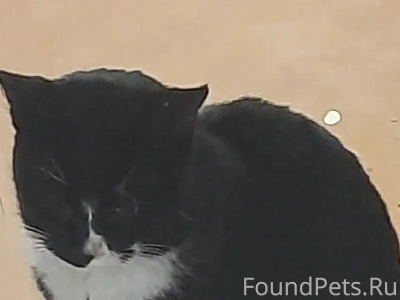 Пропал кот Маркиз, Р. Поле