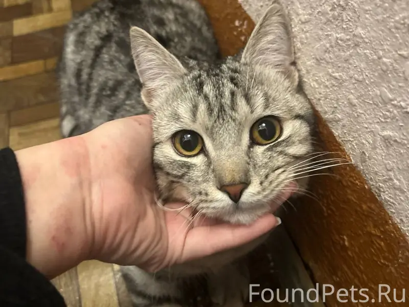 Найден кот, Стахановцев дом один