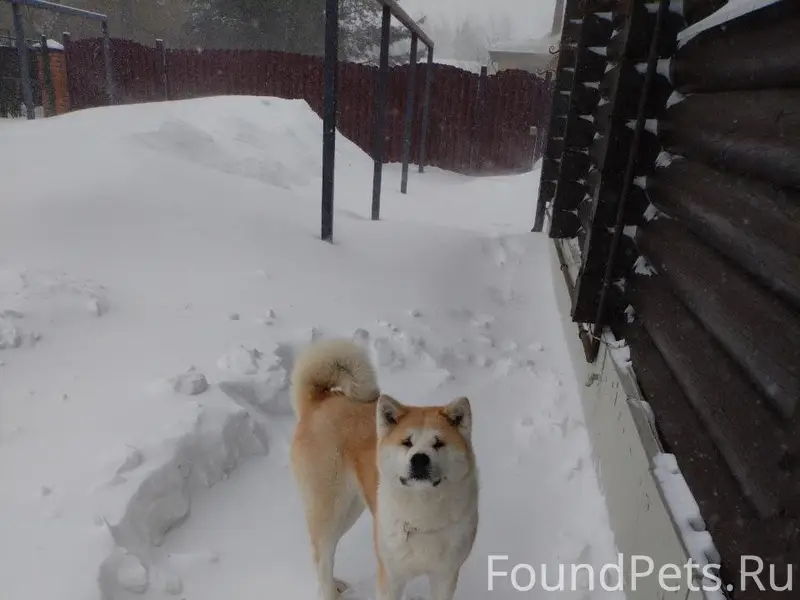 Пропала Акита-Ину Айко, г. Щекино