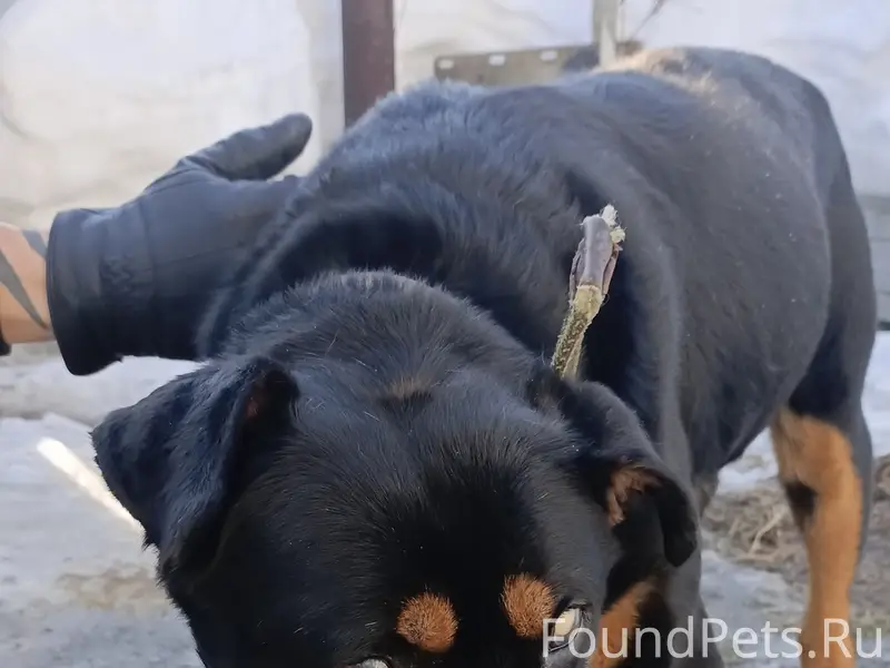 Найден пёс, пожилой, не видит и не слышит, лес