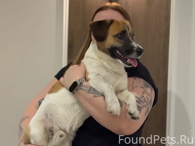 Найден джек-рассел, Университетская набережная