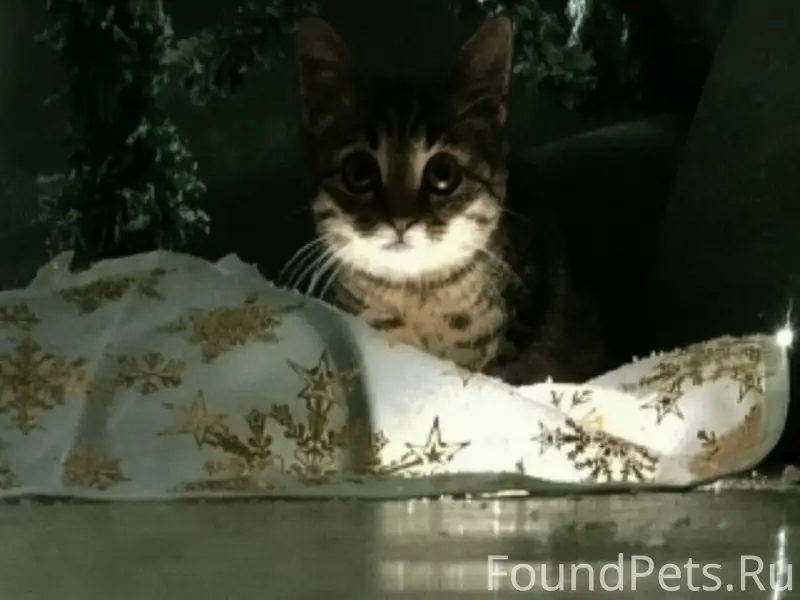 Пропала кошка Сима, Крестьянская