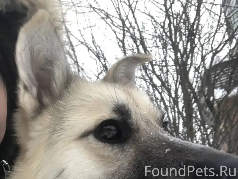 Найден щенок Джексон, Бердск