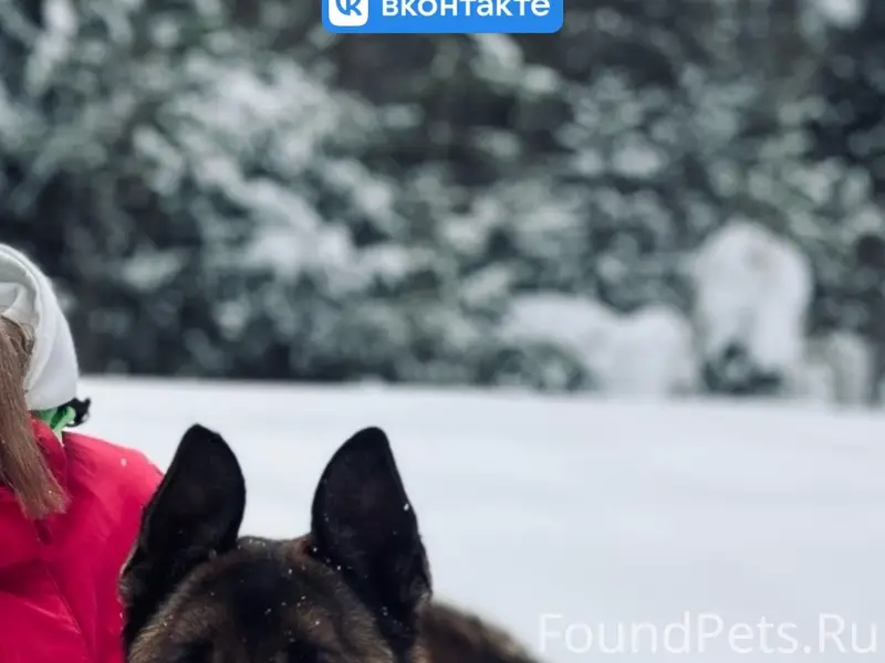 Пропала смесь бельгийской и немецкой овчарки Афина, район Песков