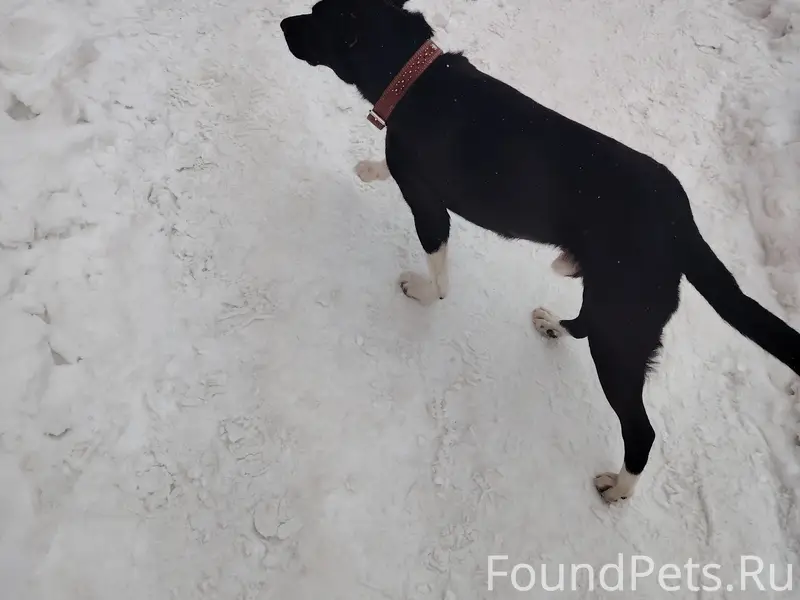 Найден пес, бегает возле дома, ищет хозяина