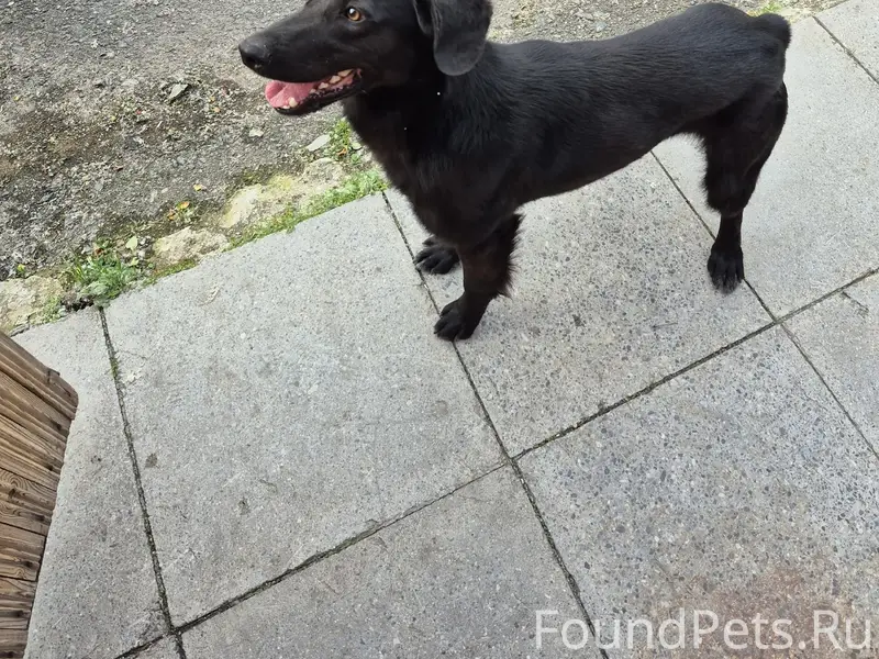 Пропал Барни, собака, улица Кирова