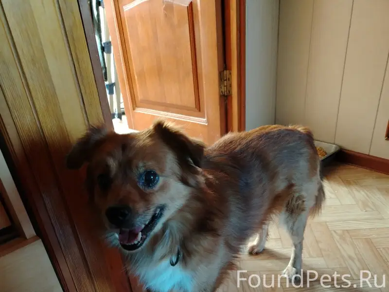 Найден тип собака, Миасс