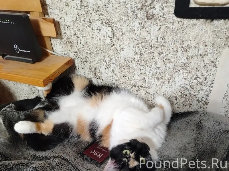 Пропала кошка, Набережная 6