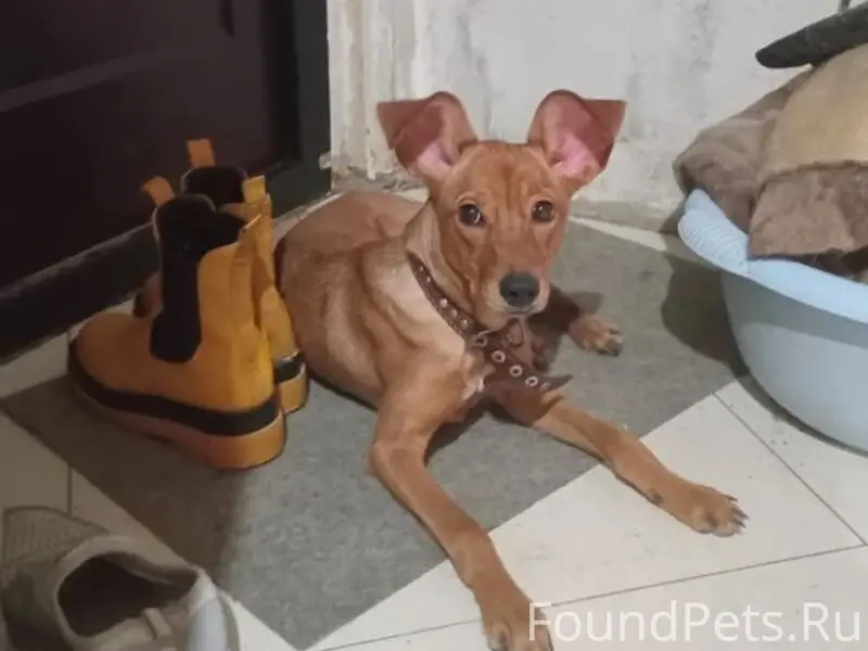 Найден метис, район травмпункта