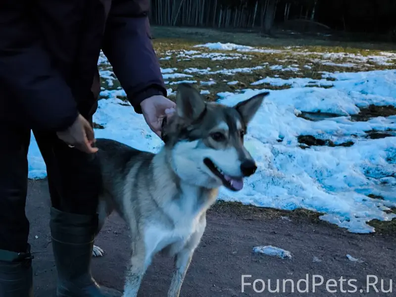 Найден пёс, Роща