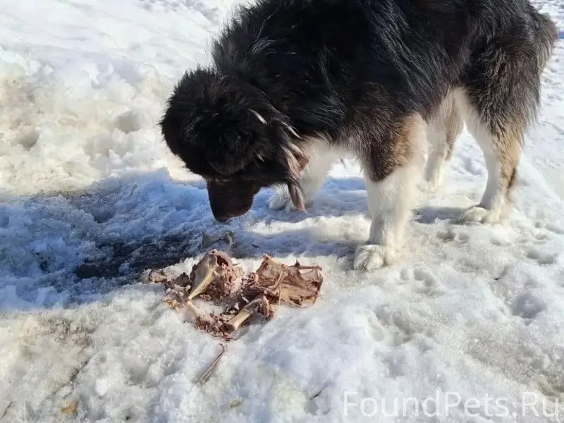 Пропал пёс, в ошейнике, Ленина 18