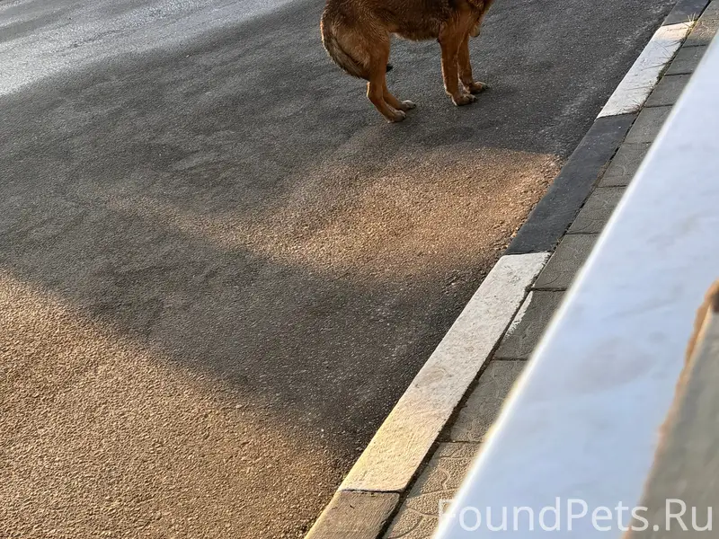 Найден пёс, предположительно немецкая овчарка, Хорлово