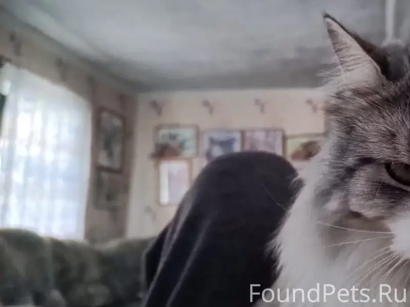 Пропал кот Семён, район ж/д переезда - Хутор