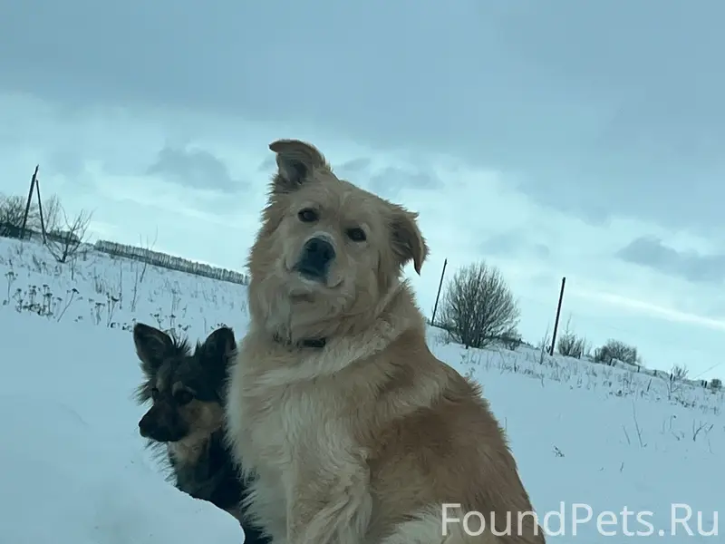 Пропала собака, деревня Рожок