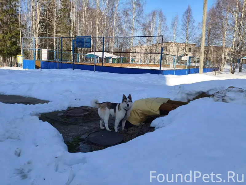 Пропал пёс, [место не указано]