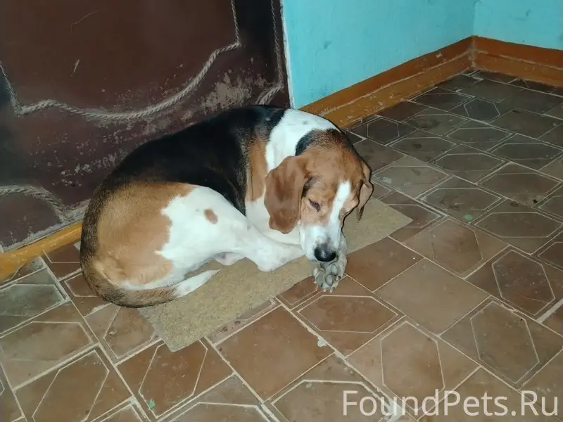 Найден бигль, район Гомзово