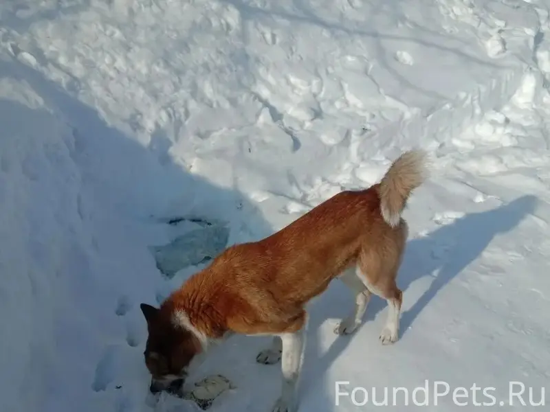 Найден пёс, улица Кировградская д. 38