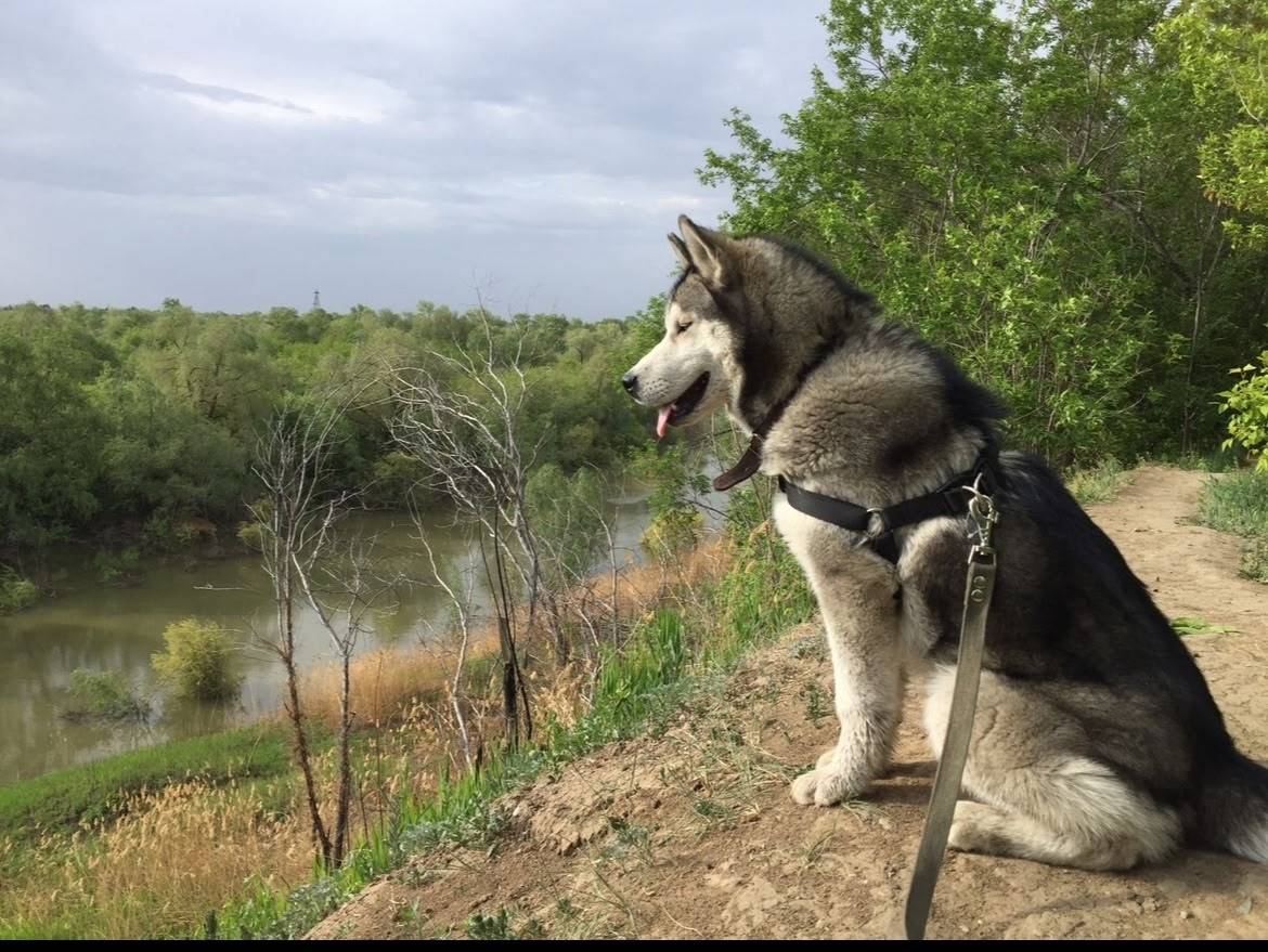 Пропал пёс, старый Кировск