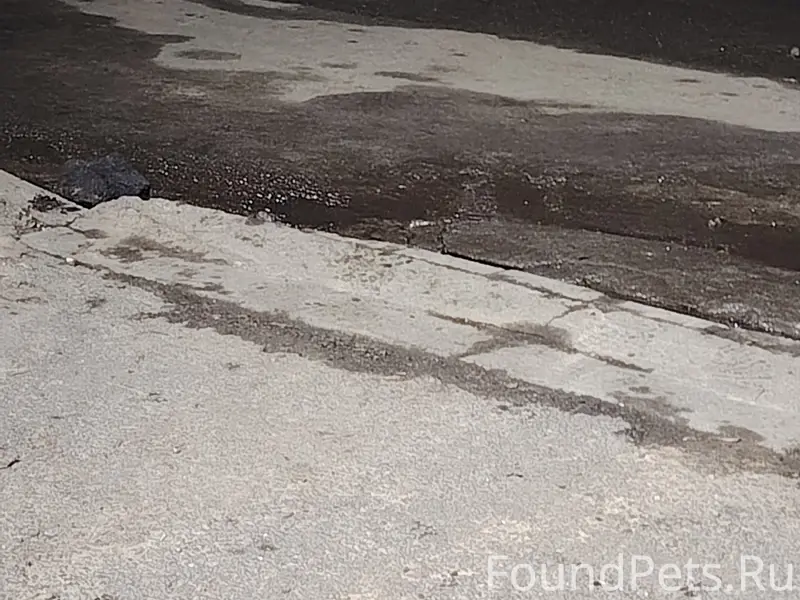 Найдена собака