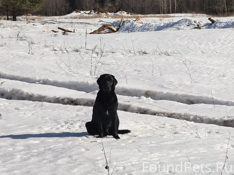 Пропали лабрадор и метис таксы, Сенно