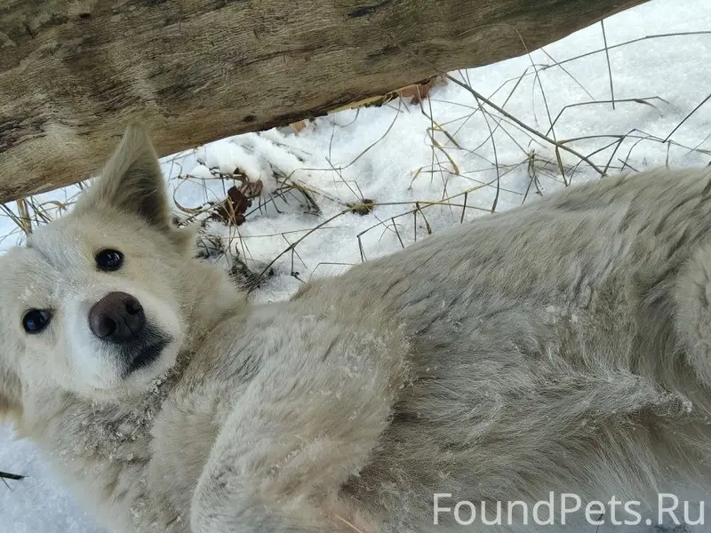 Пропала собака, район станции Снежетьская
