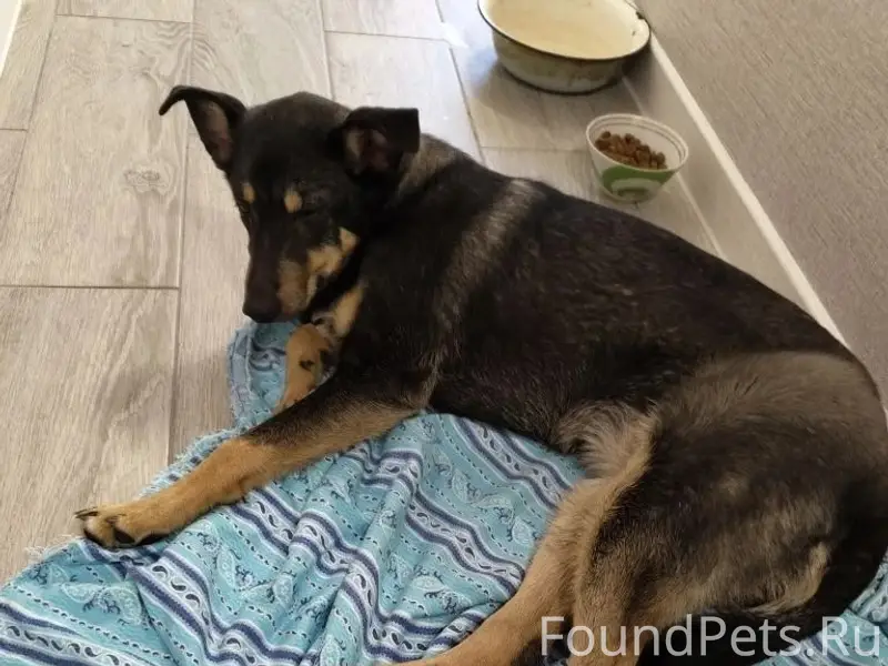 Найден девочка собака Гуля, ЧМЗ