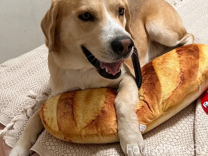 Пропал пёс, видели в Лунево и Шемякино