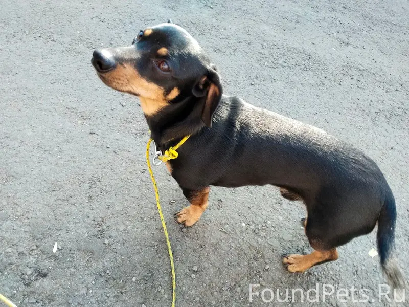 Найден молодой кобель, Барановичи