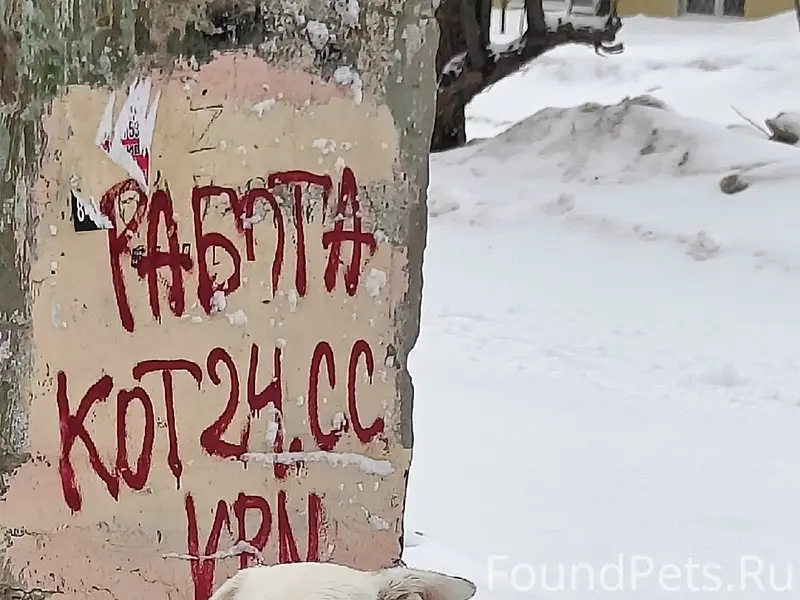 Найдена собака, Калининский район