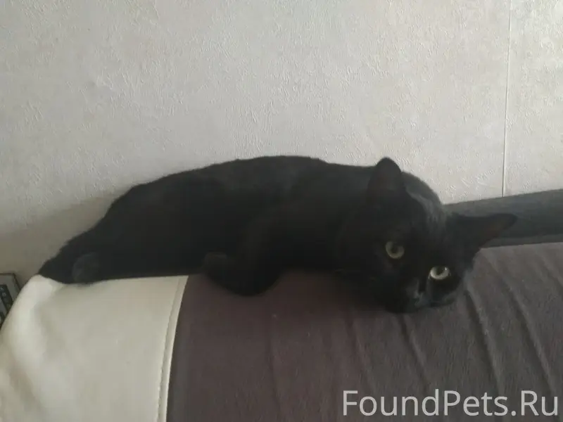 Пропал черный кот Тимка, ул. Пожарского