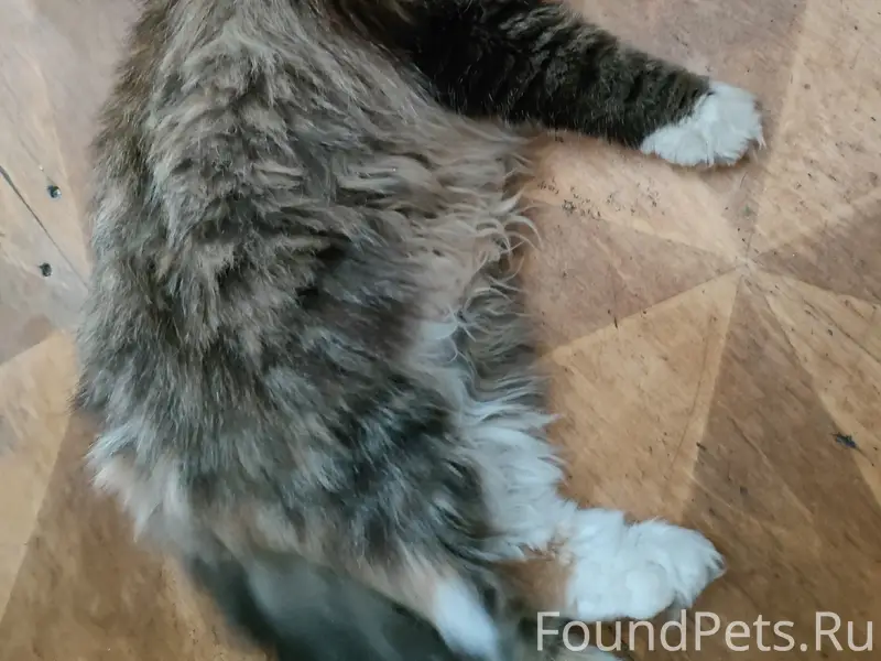 Пропала кошка, Победы д.9